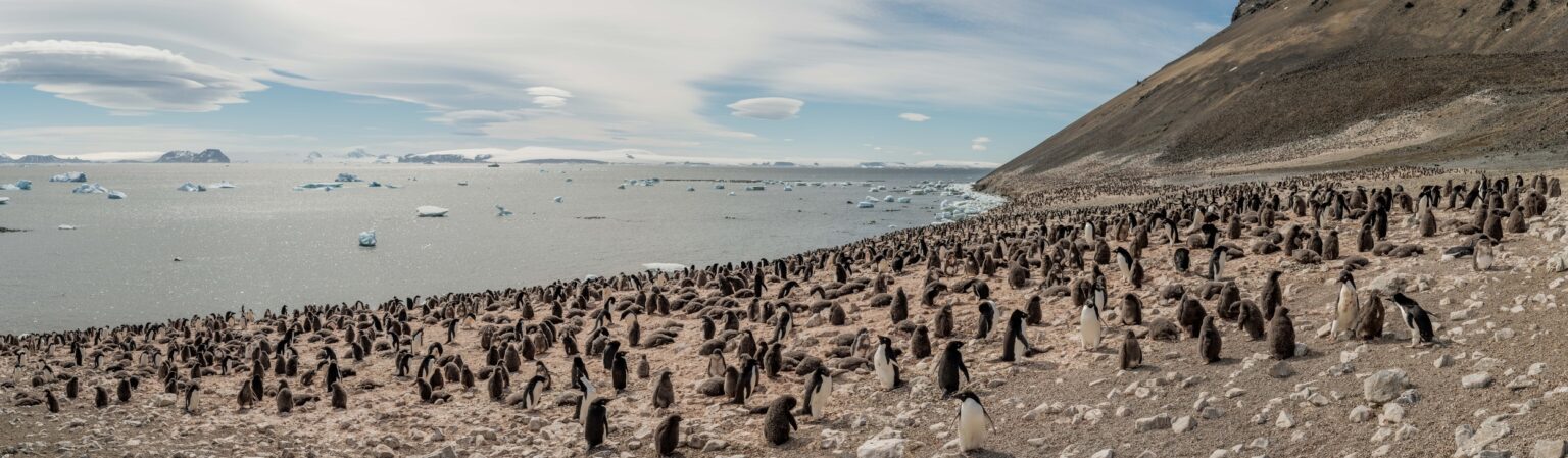 Una colonia de pingüinos de Adelia en la Antártida. © Tomás Munita / Greenpeace