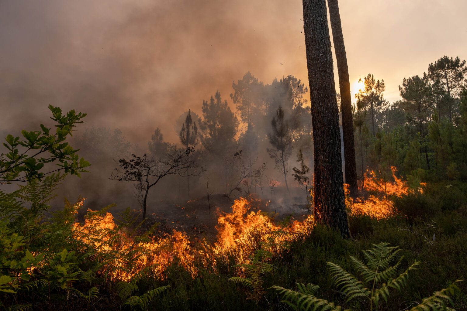 Emergencia Climática en Francia: las llamas arrasaron más de 20.000 hectáreas, con el oeste francés plagado de incendios. © Pierre Larrieu / Greenpeace