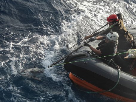 Greenpeace salvando un tiburón de la caza