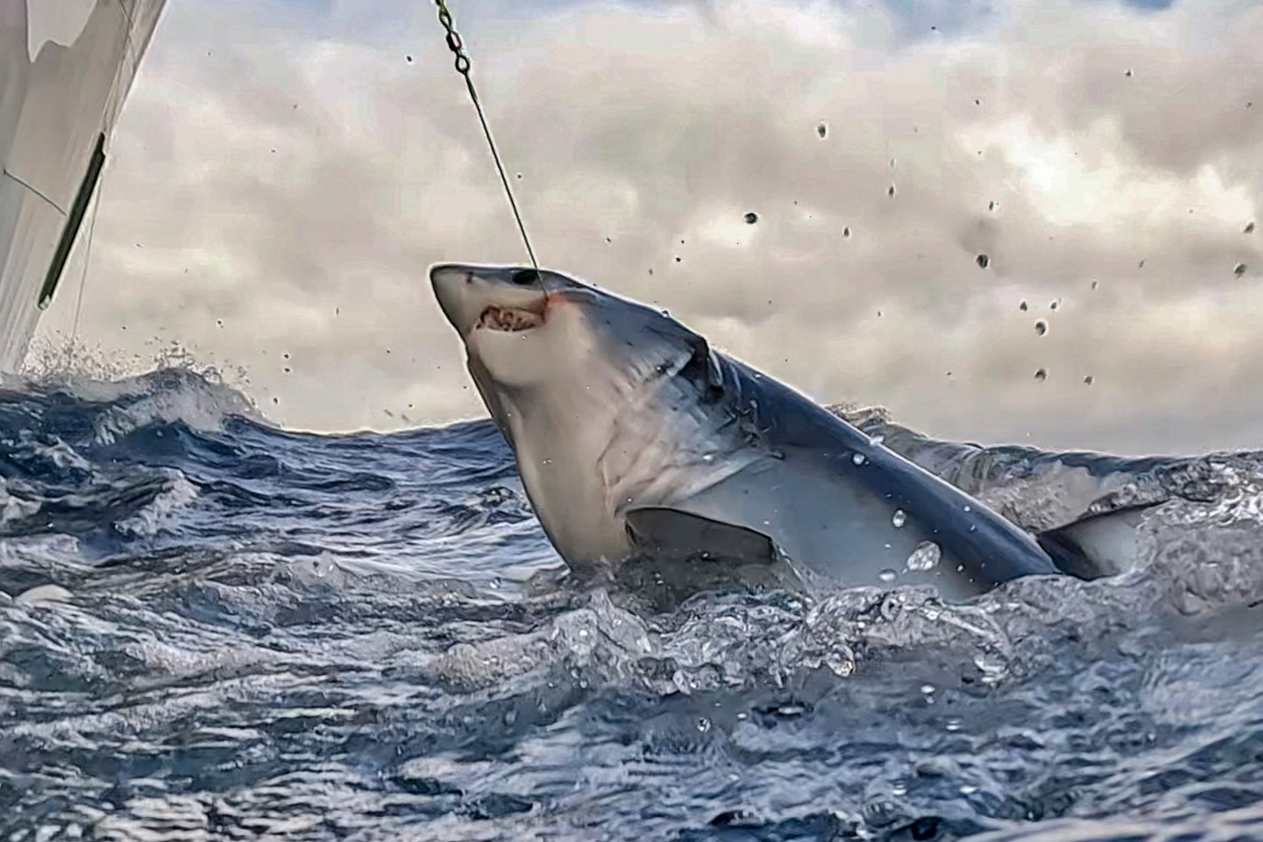 Activistas de Greenpeace UK y Greenpeace España liberan un tiburón Mako free a Mako shark que iban a pescar. Las flotas pesqueras de España y Portugal faenan regularmente en zonas de cría de tiburones en el Atlántico Norte. © Pedro Armestre / Greenpeace
