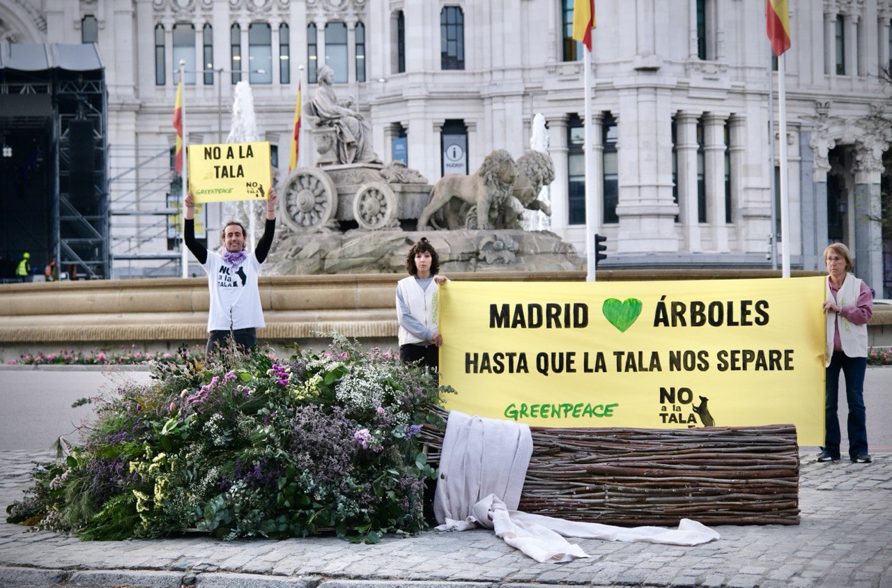 Greenpeace y NO A LA TALA entregan al alcalde de Madrid un ramo de 'boda' elaborado con ramas y troncos de podas y talas recientes.