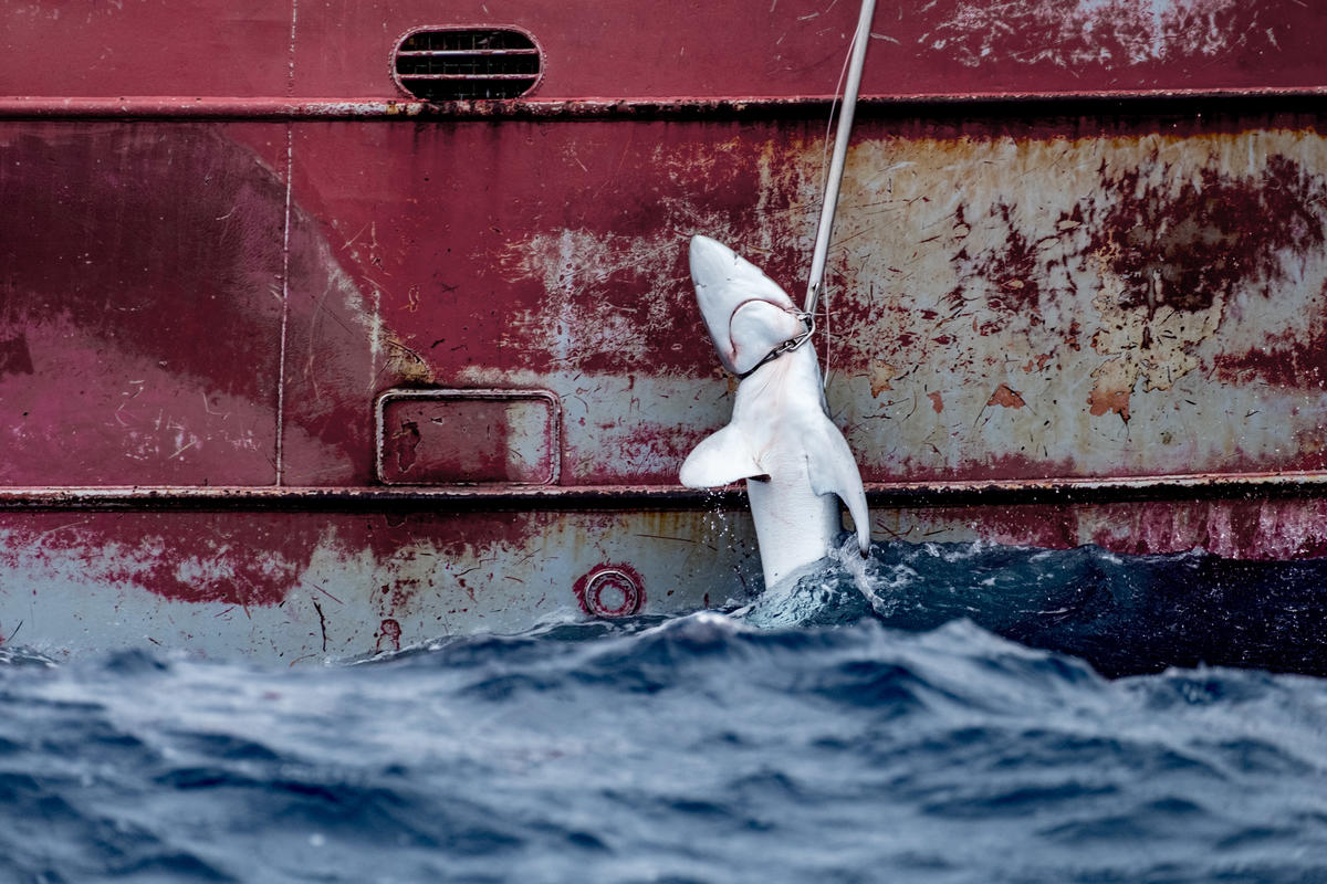 Un tiburón es arrastrado a la cubierta del Nuevo Zumaya, un palangrero español, en el Atlántico sureste. 