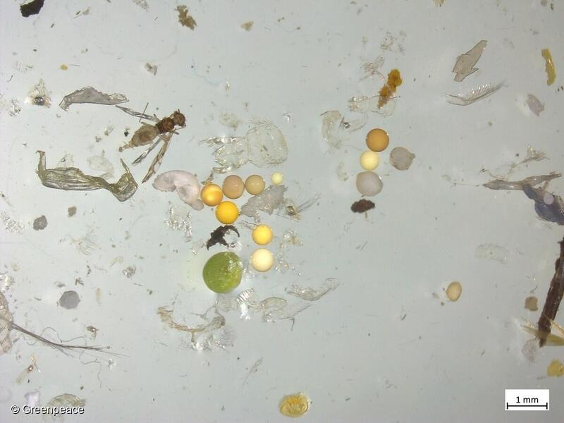 Microplásticos bajo el microscopio en muestras de agua del río Rin, en Alemania.