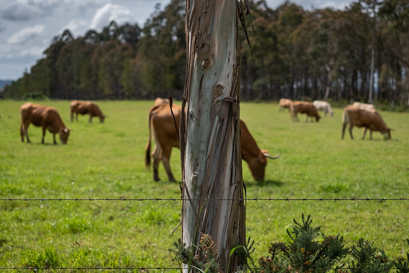 Altri_Galicia_vacas