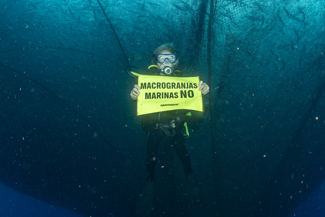 06/2024 Macrogranja marina en Campello (Alicante) ©Greenpeace/Joan Costa