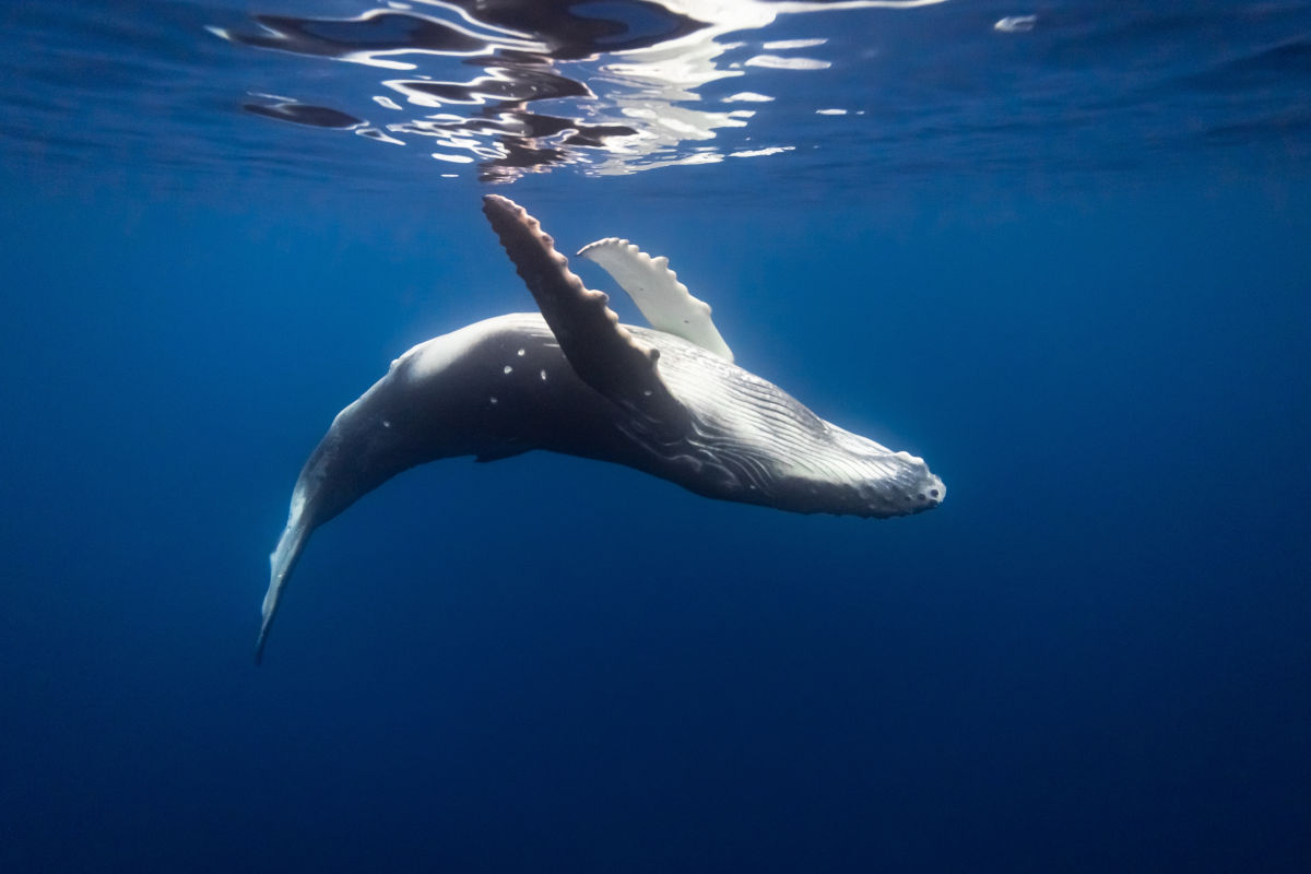 ballena