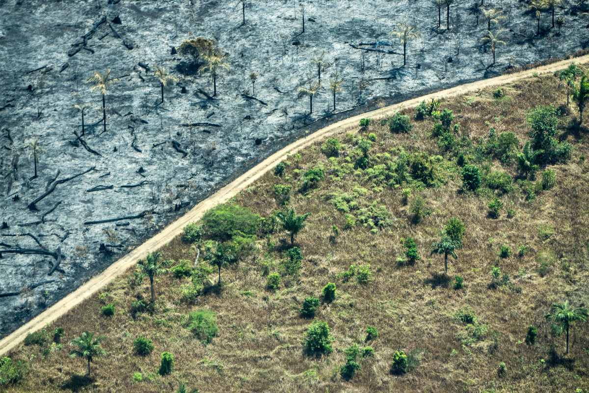 Área de bosque invadida por incendios forestales y pastizales en el estado de Rondônia, cerca de la capital Porto Velho. En agosto de 2016, Greenpeace sobrevoló la Amazonia para buscar y registrar focos de incendios forestales