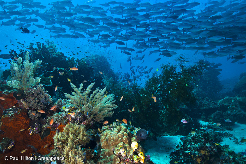 Un arrecife de coral en Raja Ampat, Papúa, Indonesia. Greenpeace está en Indonesia para documentar uno de los entornos con mayor biodiversidad (y amenazado) del mundo y para pedir acciones urgentes para garantizar la protección de los océanos y los bosques del país. 