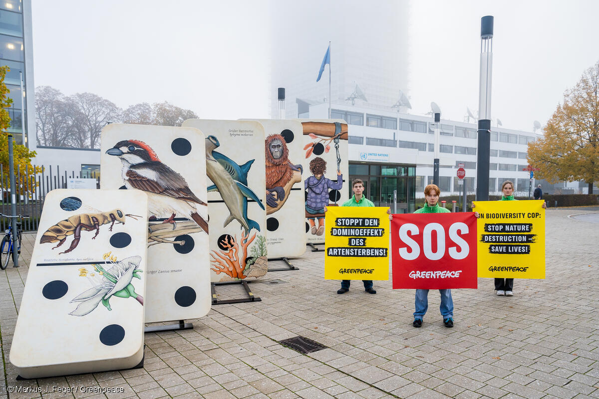 
Activistas de Greenpeace se manifiestan con un juego de dominó gigante en Bonn a favor de una mejor conservación de la naturaleza para proteger la biodiversidad.