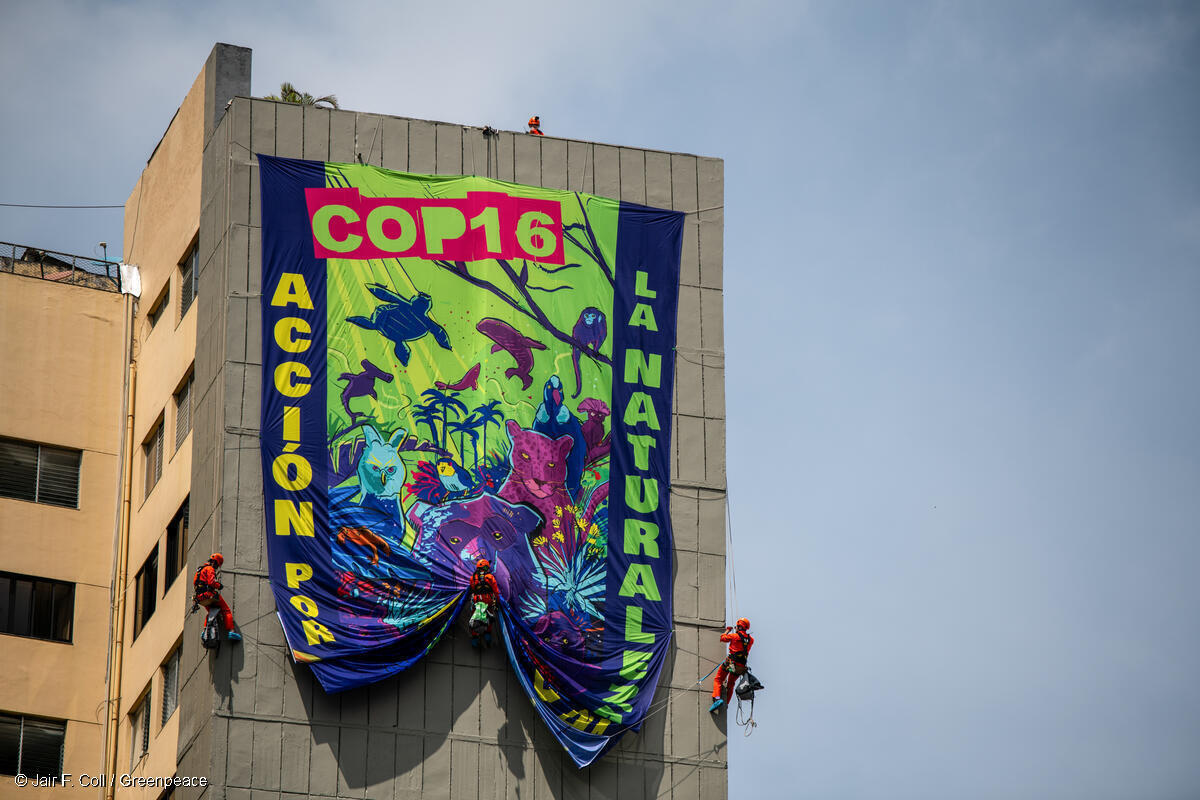 Tres días antes del comienzo de la COP16, frente al «Bulevar del Río» donde se reunirá la sociedad civil para el evento, activistas de Greenpeace desplegaron una pancarta desde 70 metros que decía: «Acción por la naturaleza ya», recordando a los líderes mundiales que el momento de actuar es AHORA. En este evento la comunidad internacional tiene la oportunidad de transformar los compromisos adquiridos en la COP15 en acciones concretas para proteger el 30% de los ecosistemas terrestres y marinos del planeta para 2030.
