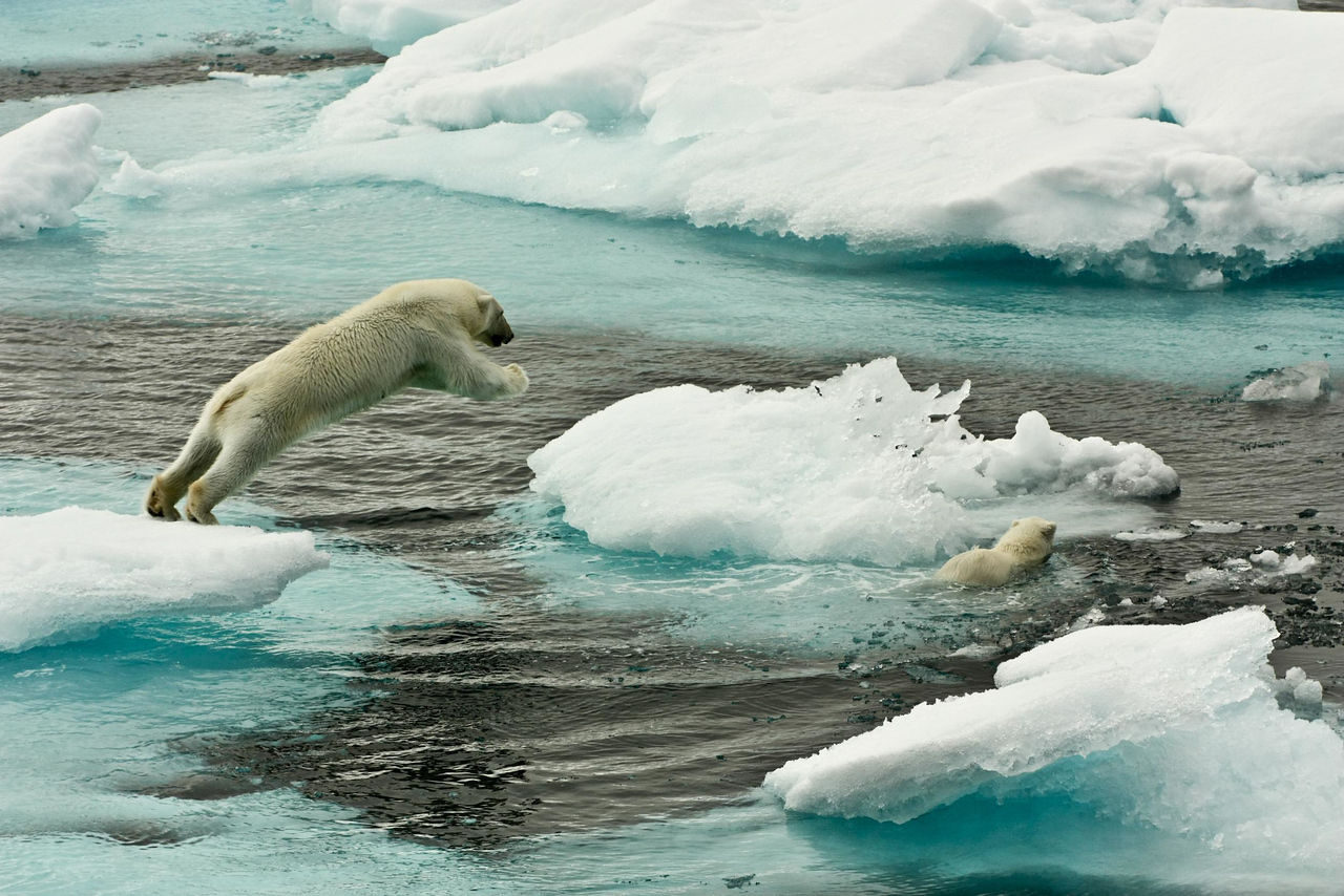 Oso polar Áritco