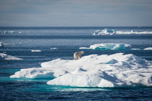 Polar Bear on Sea Ice in Baffin Bay