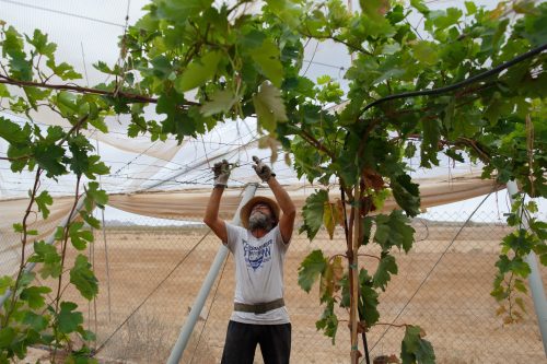 ¿Agricultura en crisis? Alternativas, propuestas y solucione