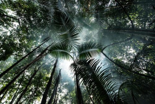 Forest near Tapajós River in the Amazon RainforestFloresta próxima ao Rio Tapajós