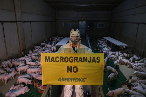 macrogranjas no