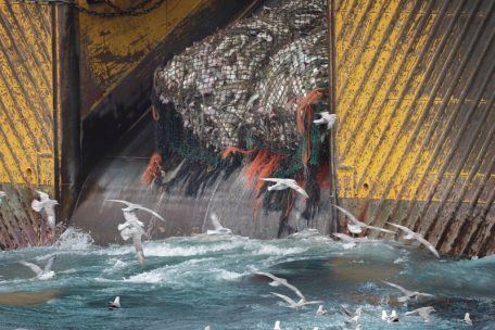 pesca industrial