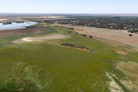 Doñana