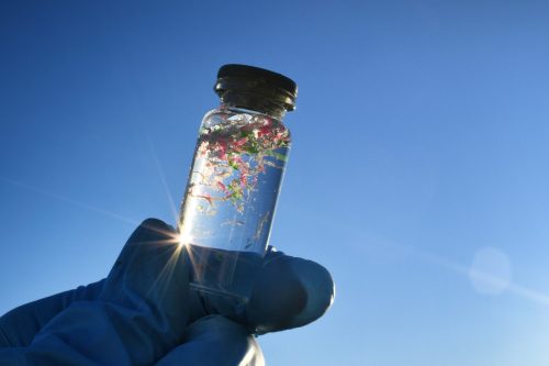 Microplásticos.