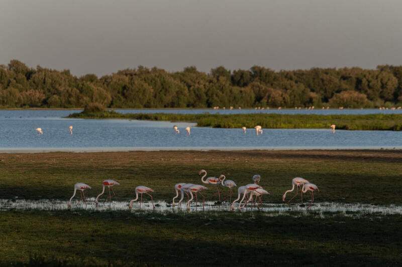 Doñana