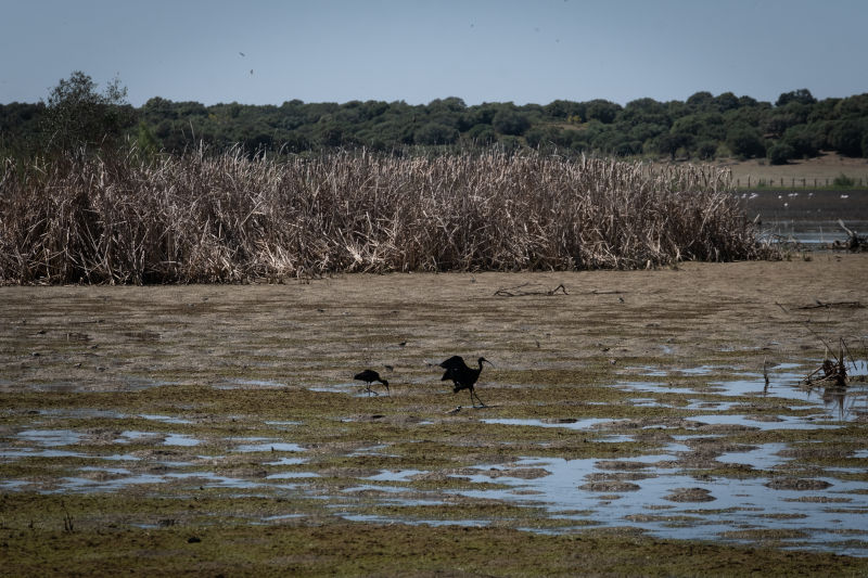 doñana