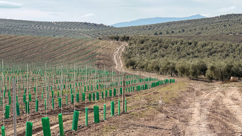 Nueva plantación de olivar superintensivo