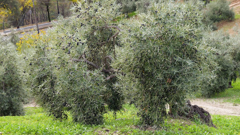 Olivar de tradicional de montaña