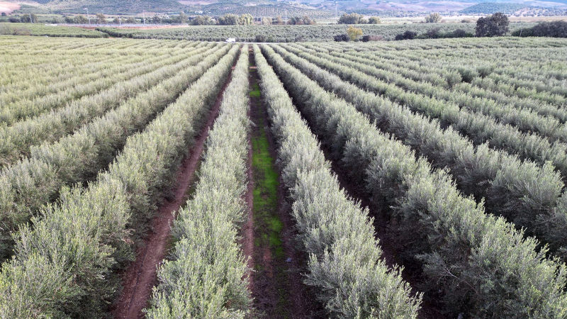 Olivar superintensivo