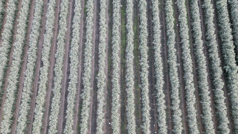 Plantación de olivar superintensivo 
