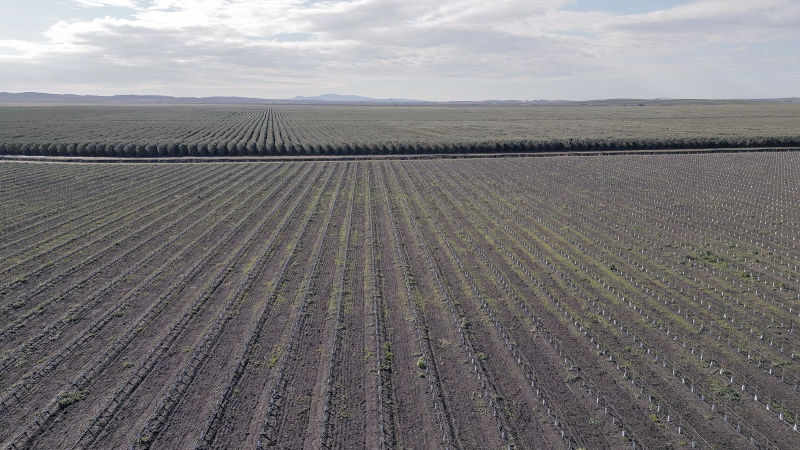 Olivar superintensivo de pocas semanas