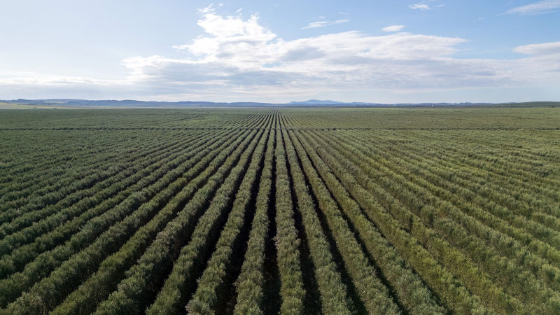 Plantación de olivar superintensivo en producción