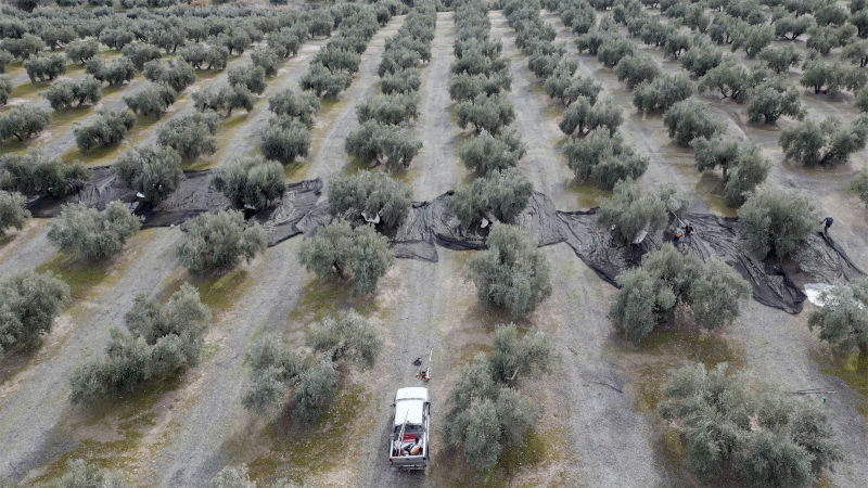 Olivar de más de 50 años en Sierra Mágina
