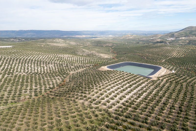 Olivar tradicional en Jaén. 