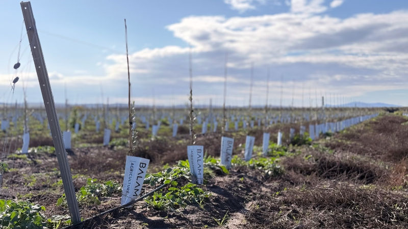 Plantaciones de olivar superintensivo