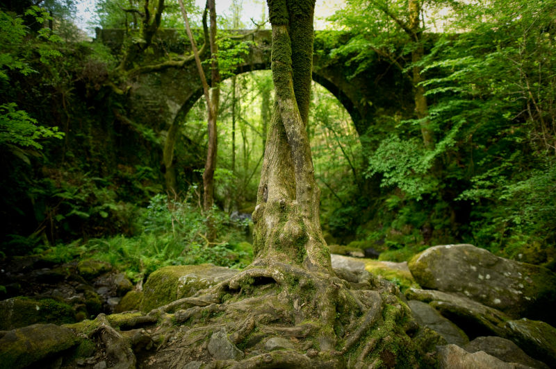 Alianza por la naturaleza. Parque de Eume