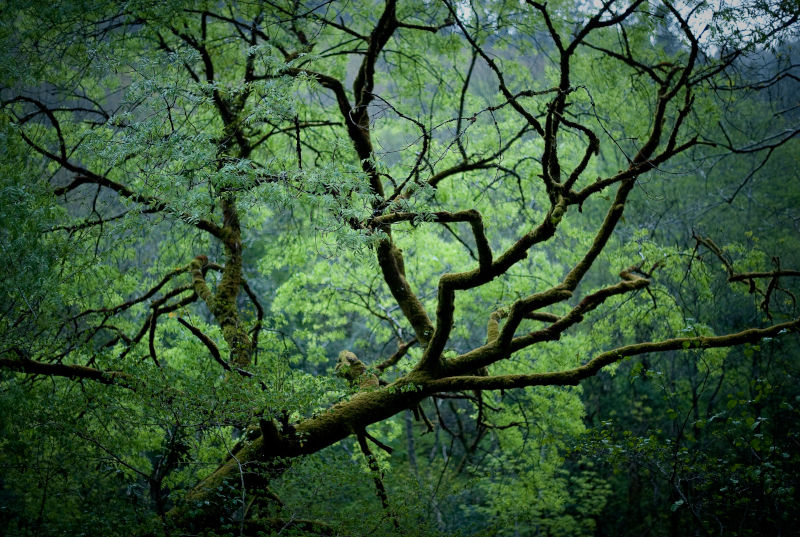 Alianza por la naturaleza. Parque de Eume