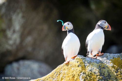 Puffins on Shiant Isles in Scotland