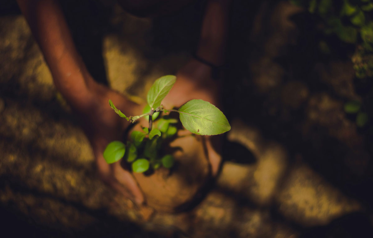 Ecofeminismo