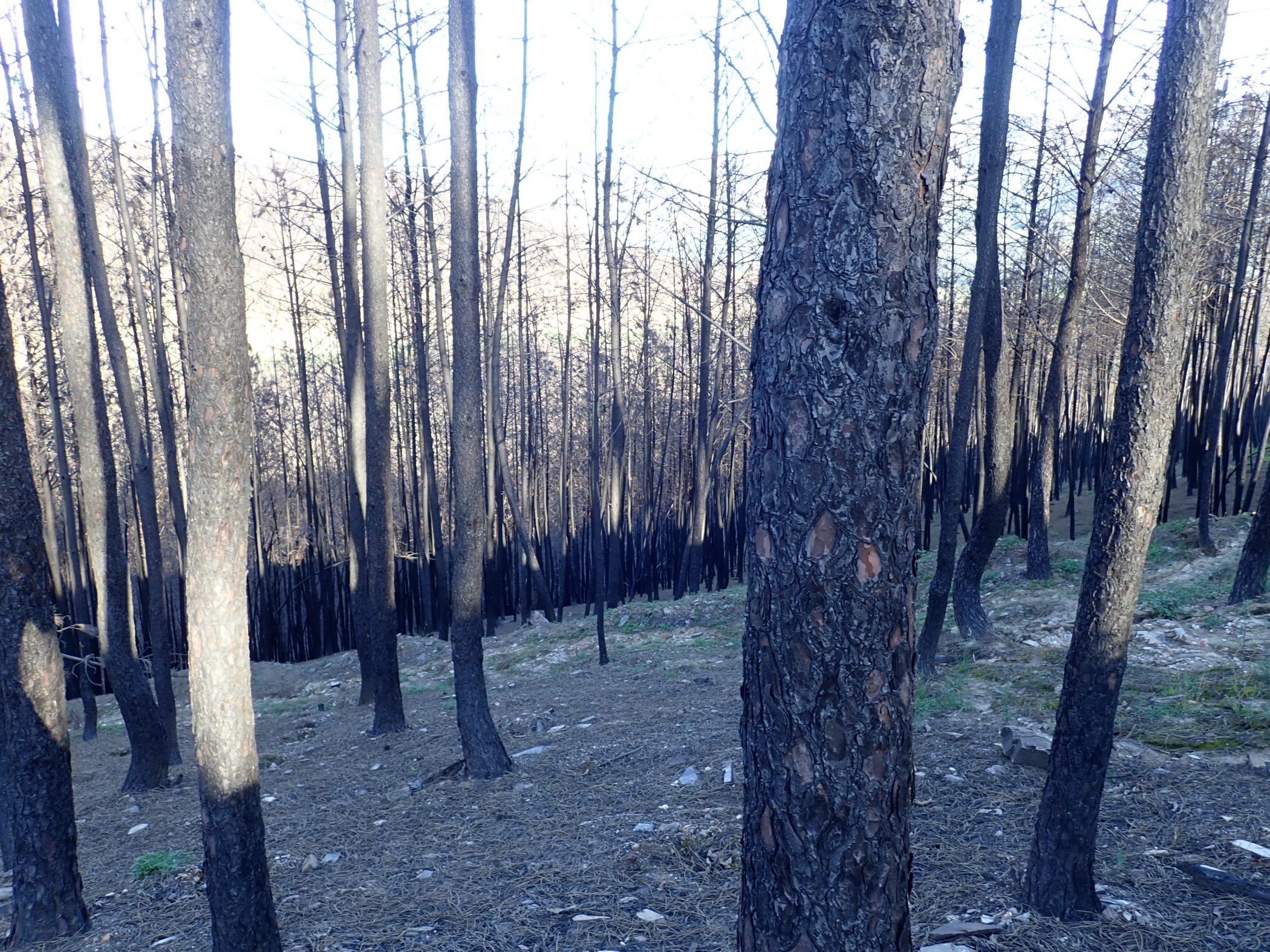 Secuelas de los incendios de 2025 en el noroeste peninsular.