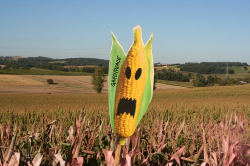 Campo de maíz transgénico señalado por activistas de Greenpeace.