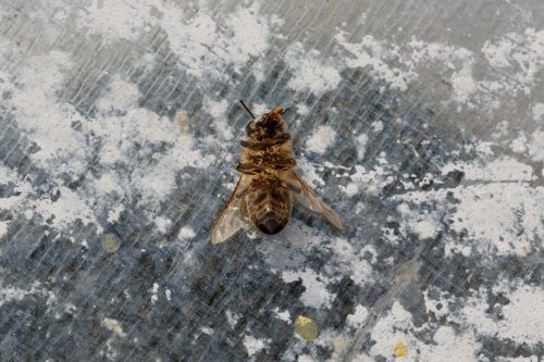 Una abeja muerta en Mazarrón, Murcia