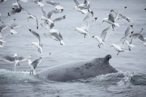 Gaviotas vuelan sobre el lomo de una ballena cerca de la isla del Oso, en Noruega
