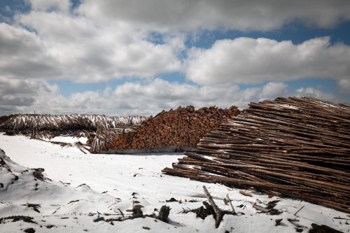 Pilas de troncos en el aserradero de madera de la empresa Eacom, en Canadá