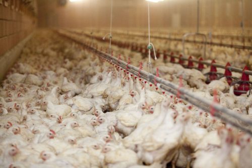 Una granja de pollos en el norte de Alemania donde los pollos son engordados para la compañía de criadores Rothkoetter.