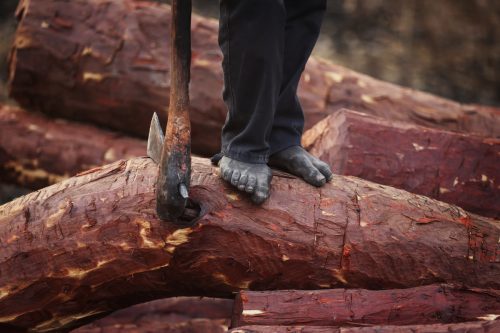 Un trabajador de la industria maderera sujeta un hacha sobre troncos de madera de Mukula