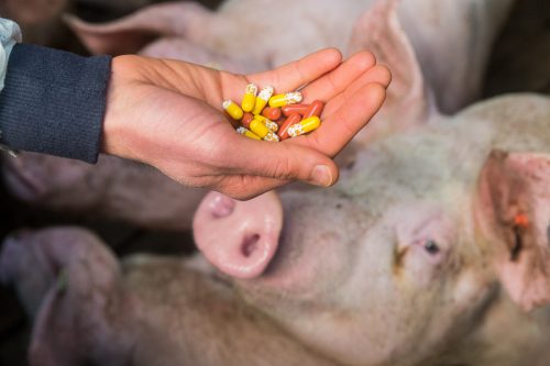 Una mano muestra píldoras frente a los cerdos de una granja para simbolizar el problema de los antibióticos que se les administran durante el engorde