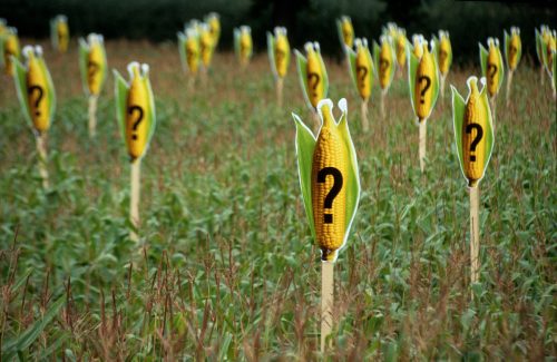 Campo de maíz señalado con letreros de signos de interrogación