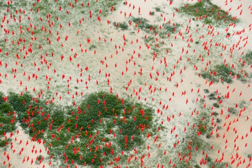 Corocoros rojos volando sobre la costa de Brasil