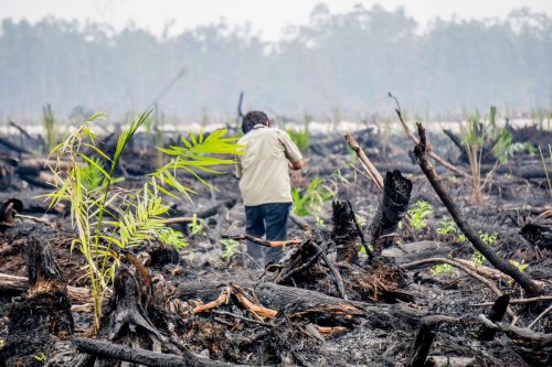 Una persona recorre turberas quemadas y restos de bosque en Indonesia