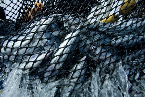 Atunes atrapados en una red de pesca de un cerquero colombiano