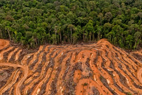 Vista aérea de un terreno concedido a los proveedores de aceite de palma de P & G en Kalimantan, Indonesia